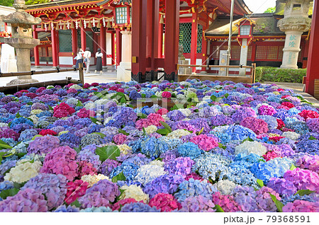 太宰府天満宮の花手水紫陽花 太宰府天満宮の花手水紫陽花 79368591