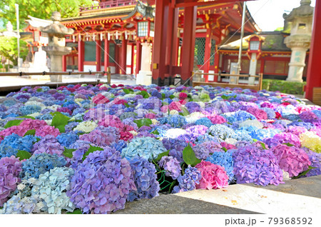 太宰府天満宮の花手水紫陽花 太宰府天満宮の花手水紫陽花 79368592