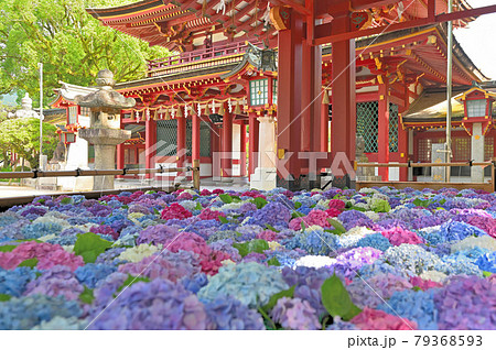 太宰府天満宮の花手水紫陽花の写真素材