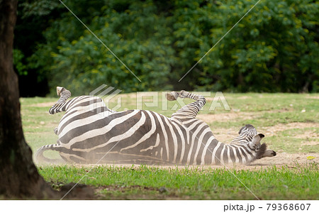 転がるシマウマ 79368607