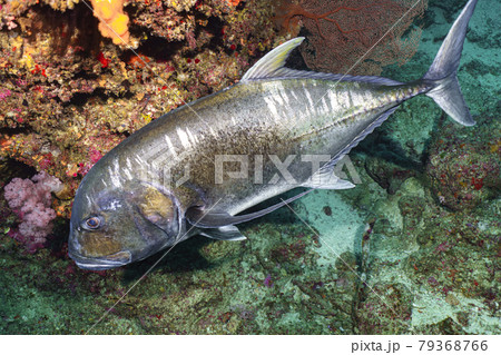 ロウニンアジ ロウニンアジ 79368766