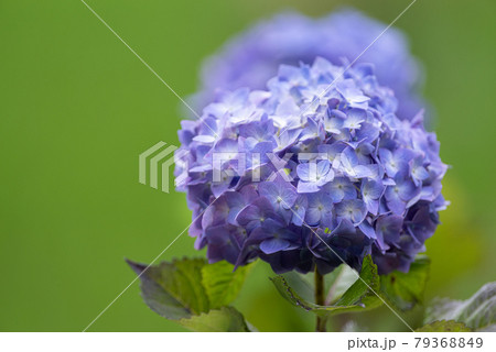 雨が似合う紫陽花 紫色 雨が似合う紫陽花 紫色 79368849
