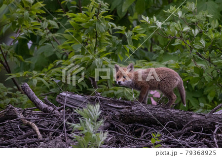 【北海道美瑛町】子ギツネ 6月 【北海道美瑛町】子ギツネ 6月 79368925