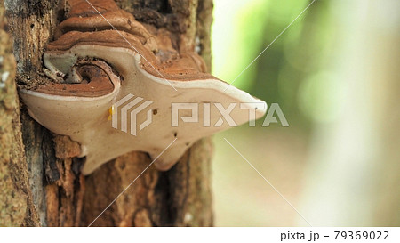 りっぱなサルノコシカケ 79369022