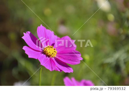 水戸市逆川緑地公園の秋桜 79369532