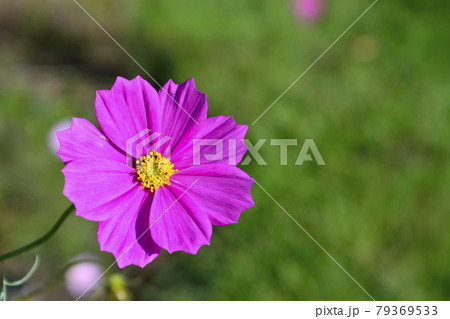 水戸市逆川緑地公園の秋桜 79369533