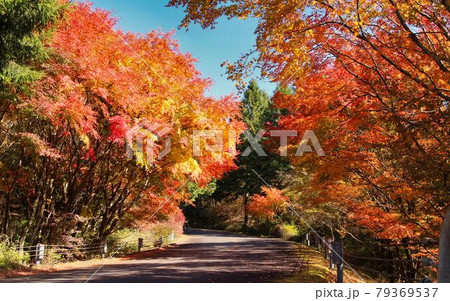 紅葉に染まる九住高原 79369537
