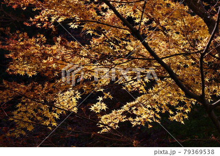 黄色に染まる大寧寺の紅葉 79369538