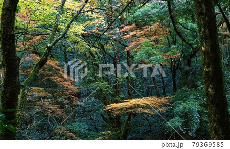 色付き始めた紅葉 79369585