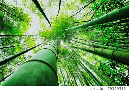 空に向かって真っすぐに伸びる竹林 79369586