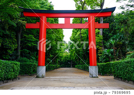 赤い大鳥居が鮮やかな井草八幡宮 79369695