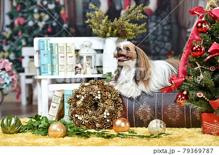 クリスマスの背景でおすましするシーズー 79369787