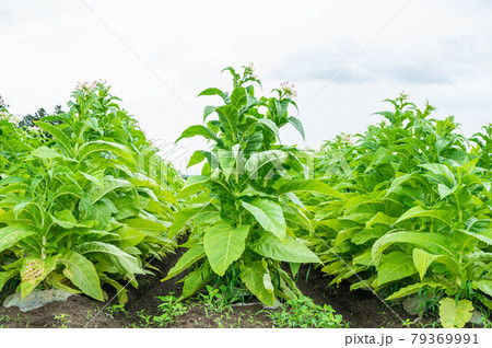 タバコ畑 79369991