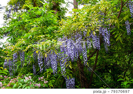 宮城県　南三陸町　田束山登山道のフジの花 79370697