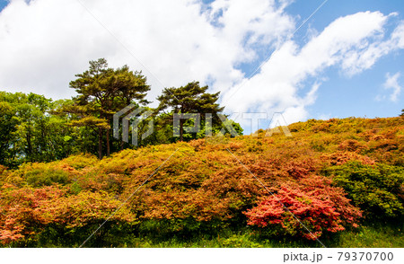 みちのく潮風トレイル　南三陸町　田束山のツツジ 79370700