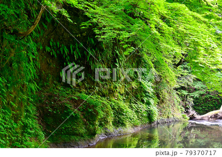 石川県 山中温泉鶴仙渓散策路 石川県 山中温泉鶴仙渓散策路 79370717