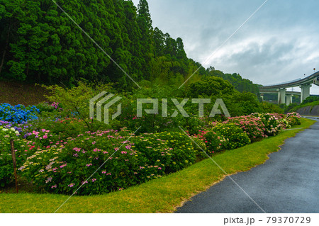 洗川あじさい園の風景 洗川あじさい園の風景 79370729