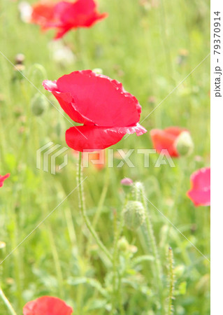 ポピー 赤い 花畑 春 鮮やか かわいい 美しい 綺麗 つぼみ レッド グリーン 花びら 79370914
