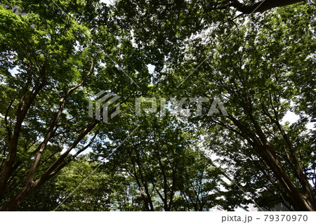 宮城　仙台市　定禅寺通り　メディアテーク　周辺の風景 79370970