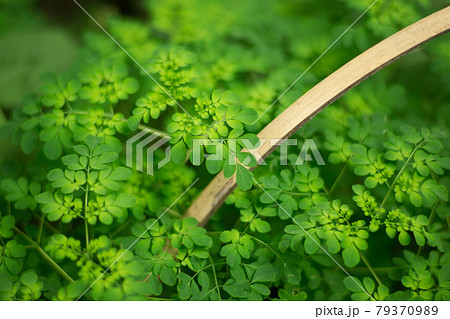 葉のグラデーションが綺麗な植物 79370989