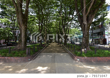 宮城　仙台市　定禅寺通り　メディアテーク　周辺の風景 79371047