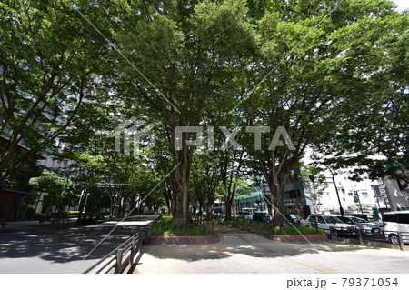 宮城　仙台市　定禅寺通り　メディアテーク　周辺の風景 79371054