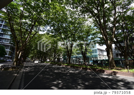 宮城　仙台市　定禅寺通り　メディアテーク　周辺の風景 79371058