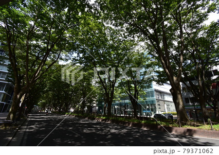 宮城　仙台市　定禅寺通り　メディアテーク　周辺の風景 79371062