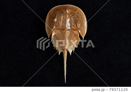 カブトガニの標本 79371120