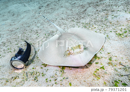 ヤッコエイ 79371201