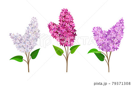 Lilac Or Syringa Flowers With Showy Aromatic のイラスト素材