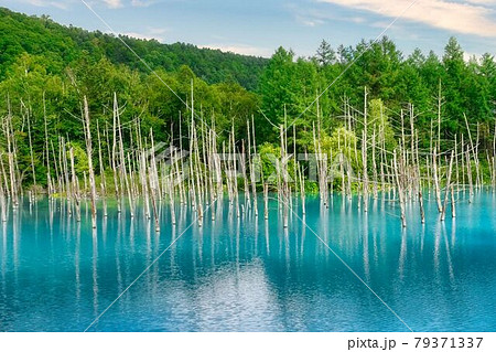 北海道 コバルトブルーの青い池 北海道 コバルトブルーの青い池 79371337