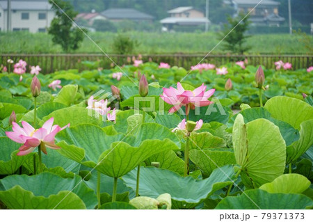 茨城県利根町の梅雨空に映えるピンク色の古代ハスの花の咲く風景 79371373