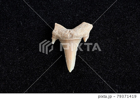 サメの歯の標本 79371419