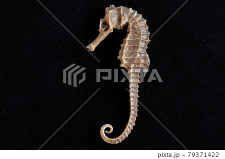 タツノオトシゴの標本の写真素材 [79371422] - PIXTA
