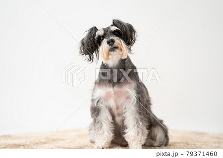犬　ペット　ミニチュアシュナウザー 79371460