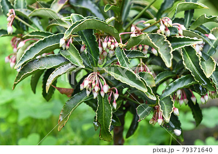 万両のつぼみ 万両のつぼみ 79371640