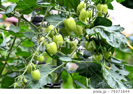 家庭菜園のミニトマト（コンフェット） 79371644