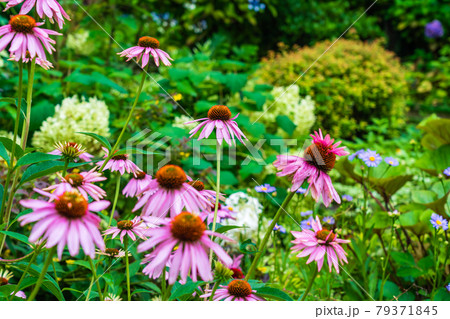 ムラサキバレンギクの咲く花壇 夏 梅雨 ムラサキバレンギクの咲く花壇 夏 梅雨 79371845