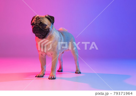 Portrait of purebred pug-dog isolated over gradient purple pink background in neon light. 79371964