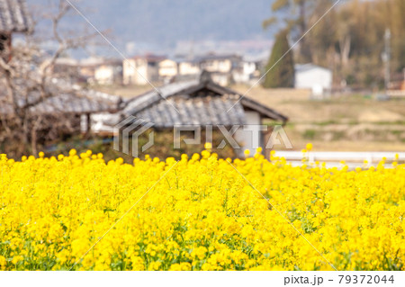 菜の花畑の風景 79372044