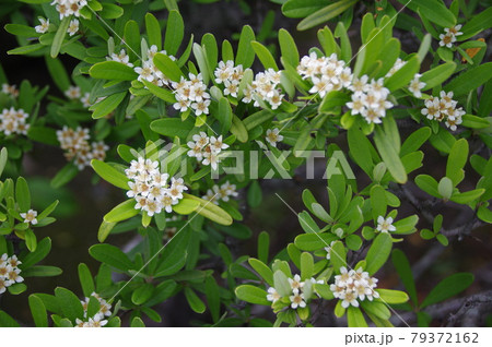 タチバナモドキ 79372162