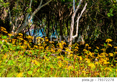 岩手県大船渡三陸町越喜来半島のマルバダケブキの大群落 79372278