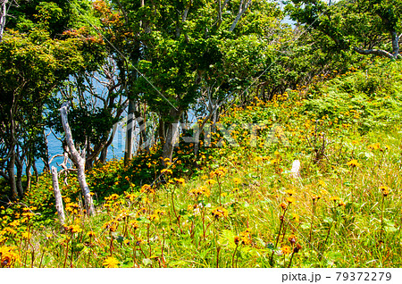 岩手県大船渡三陸町越喜来半島のマルバダケブキの大群落 79372279