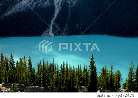 ミルキーブルーと針葉樹 ミルキーブルーと針葉樹 79372479