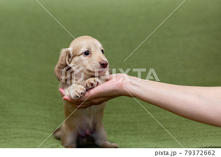 仔犬 カニンヘンダックスフンド 仔犬 カニンヘンダックスフンド 79372662