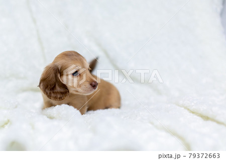 仔犬　カニンヘンダックスフンド 79372663