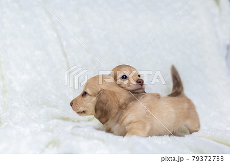 仔犬　カニンヘンダックスフンド 79372733