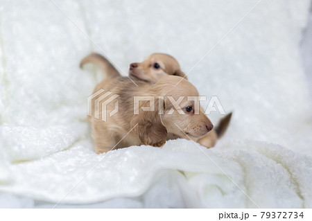 仔犬 カニンヘンダックスフンド 仔犬 カニンヘンダックスフンド 79372734