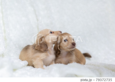 仔犬 カニンヘンダックスフンド 仔犬 カニンヘンダックスフンド 79372735